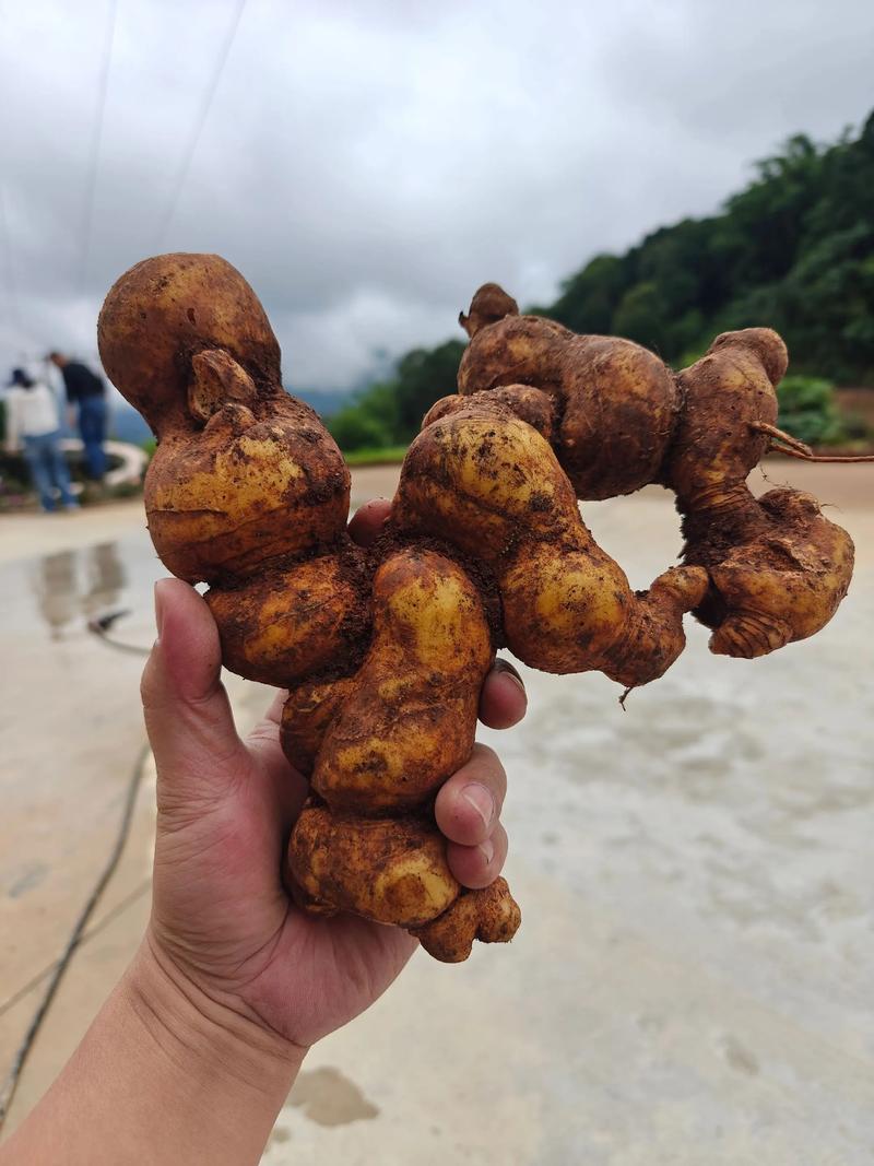 黄精在历代典籍中的记载与日常吃法