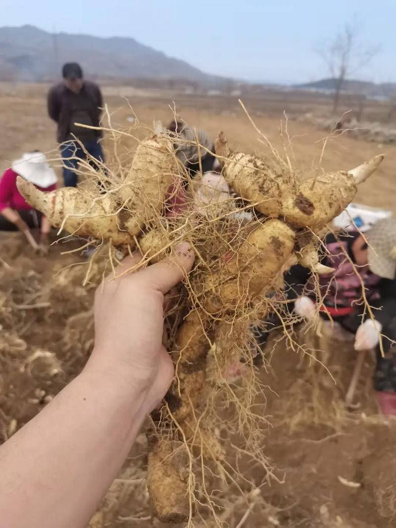 九蒸黄精的功效